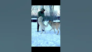 Нападение якутского Волка 🐺 на человека в Парке Волков.