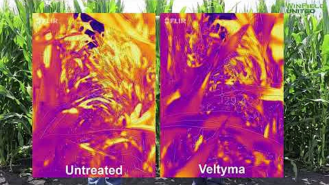 Plant health benefits of Veltyma Fungicide - July 16, 2020