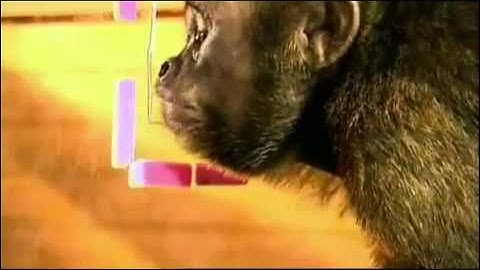 monkey collaborate to solve problem