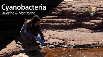 Cyanobacteria in Zion National Park: Studying and monitoring cyanobacteria
