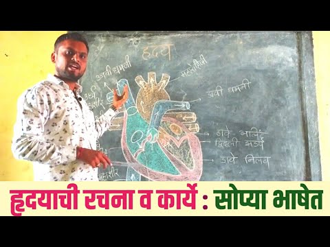 मानवी हृदयाची रचना व कार्ये : सोप्या भाषेत | Structure and funstions of Human Heart in simple words