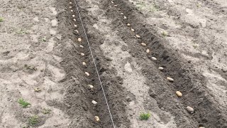 Отличный способ посадки картофеля