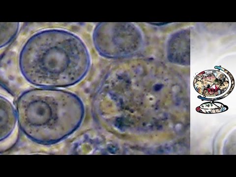 Video: Neuer MRSA-„Superbug“in Kuhmilch Gefunden