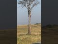 A spectacle when trying to retreve meat from the top of tree. watch the end