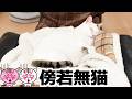 傍若無人?いいえ、傍若無猫です