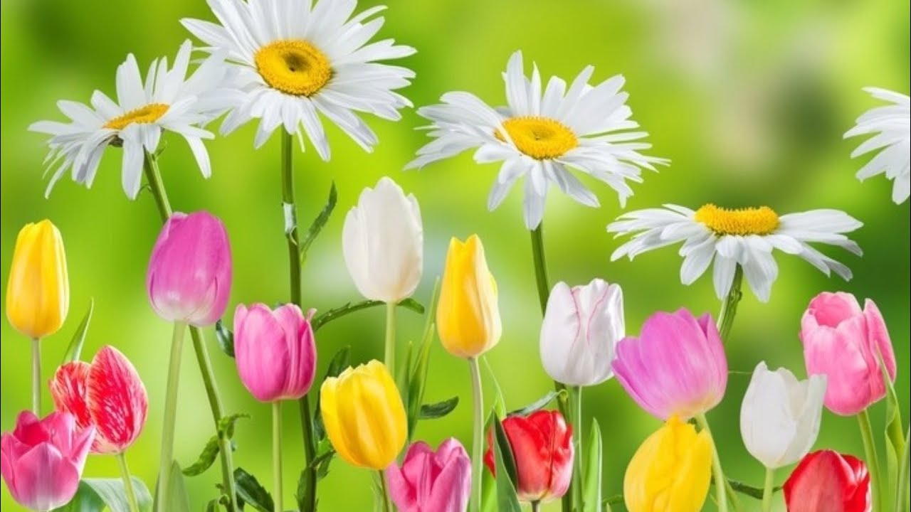 Flowers wallpapers rose pictures.dps photos images .wallpapers