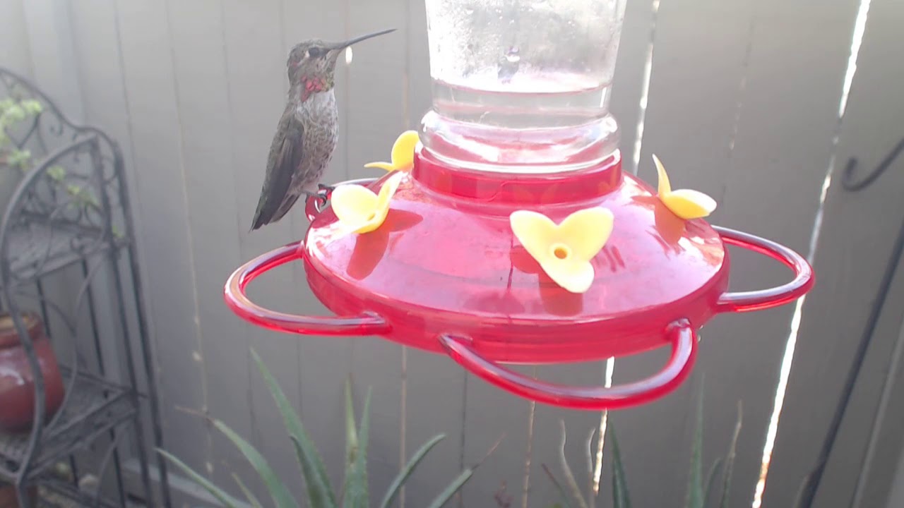 video phone beyonce mp3 Bella Hummingbird Nest Cam 09-24-2018 14:37:52 - 15:37:53