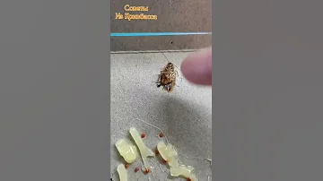 Сколько Живёт Таракан?