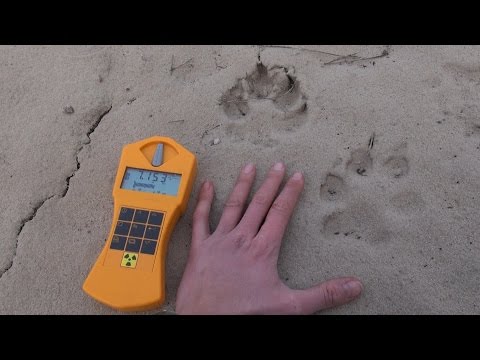 Chernobyl wild zone: wolves of the northern radioactive track & other animals