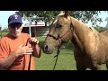 Part 2 - Response To Lester About Leading A Horse - A Lesson In Short Cuts Taught By Mr. T