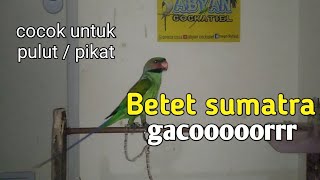 suara burung Betet Sumatra gacor