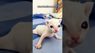 Scariest stories P.41 Oliver saved me from Cornelius #cat