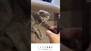 リモートの動きが合わなくて落ち込む猫です　