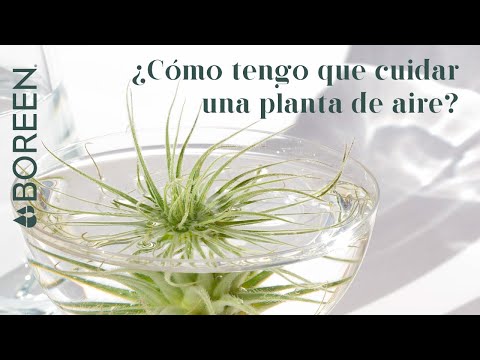 Video: ¿Qué son las plantas Xerographica? Aprenda sobre el cultivo de plantas de interior Xerographica