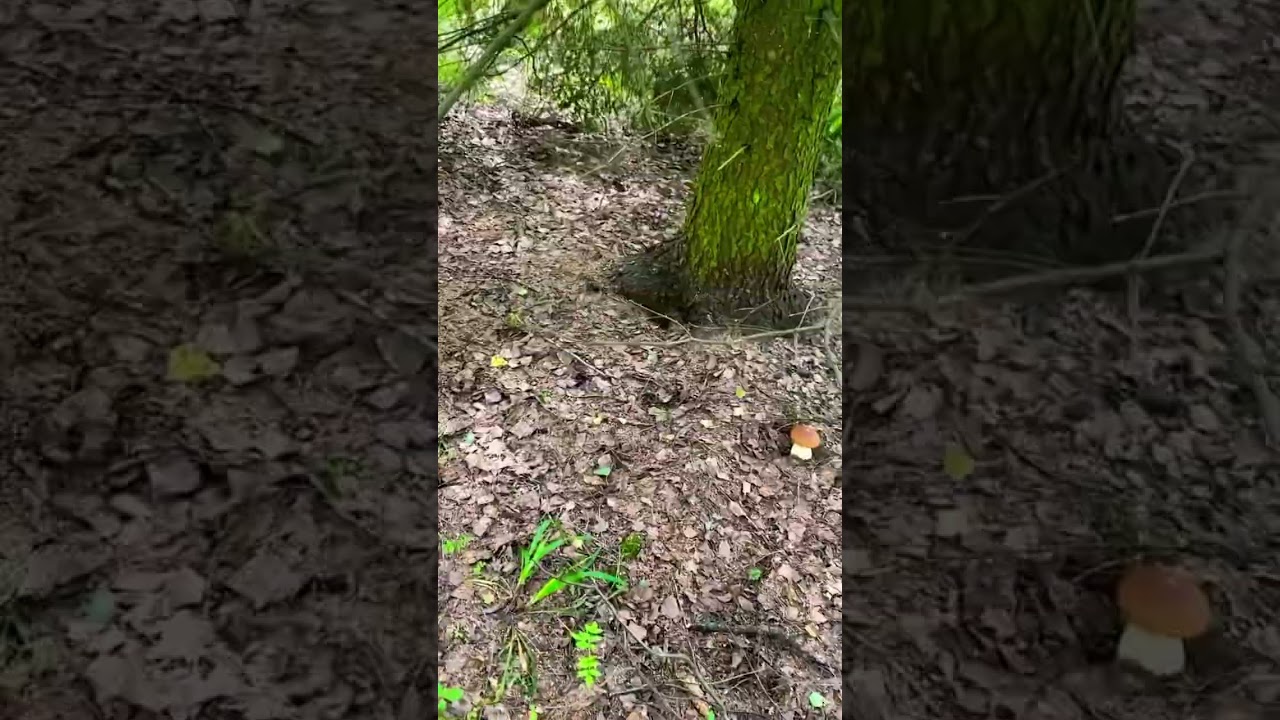 Мы типо грибы, вместе с МилМарк!) 