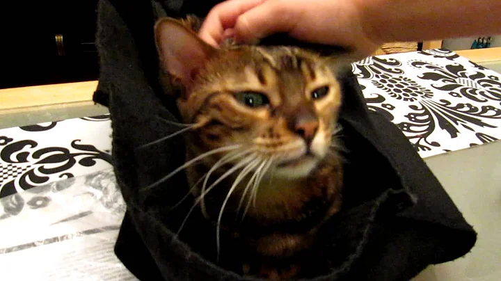 Video 11072451: bengal cats love, cat bag