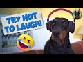 Funniest moments of life with a dobermancompilation