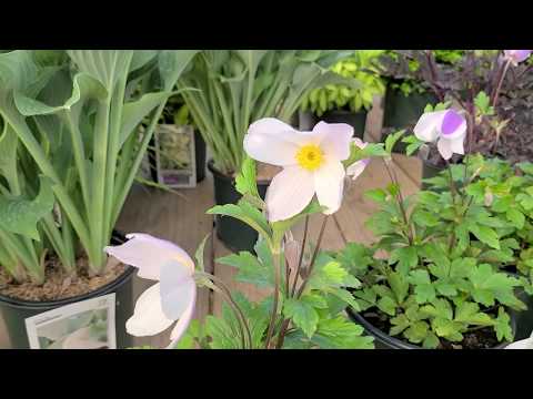 Video: Terry Anemone (24 Na Larawan): Pagtatanim At Pag-aalaga Ng Mga Bulaklak Sa Bukas Na Bukid. Perennial Anemone Varieties