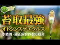 3日でピカピカ、オトシンクルス！苔対策＆水槽別飼育適正匹数 #アクアリウム