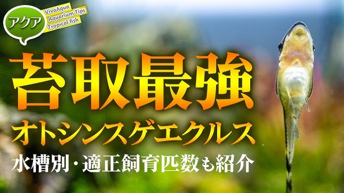 3日でピカピカ オトシンクルス 苔対策 水槽別飼育適正匹数 アクアリウム Youtube 3日でピカピカ オトシンクルス 苔対策 水槽別飼育適正匹数 アクアリウム Youtube