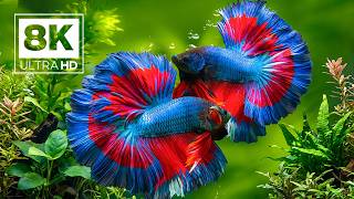 Ocean Serenity 8K (VIDEO UHD) 🐠 Mesmerizing Sea Animals and Reefs for Anxiety Relief