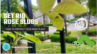 Best way to get rid Rose Slugs in your plants | #roseslugs