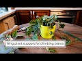 Support for climbing plants  ring plant support