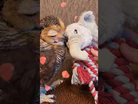 Bibib & Jajah Part 3‼️ #funnyvideo #animals #cute #cuteanimals #owl #funnyanimals #funny #funnypets