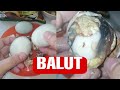 🔴ASMR Balut Duck Embryo EXOTIC DELICACY ep.99