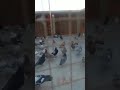 Fida hazara pigeon