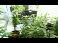 How to Grow Weed - In-depth Professional Tutorial