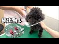 愛犬の手術、初の入院〜帰宅後の様子がこちら
