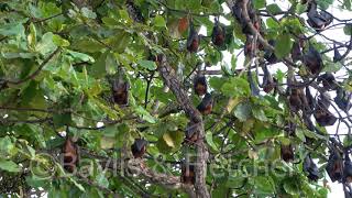 Island Flying Fox, Malaysia. 20201101071836.Uhd