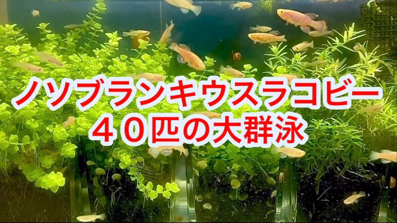 ノソブランキウス ラコビーを40匹群泳させてみた Nothobranchius Rachovii Group Swim Of 40 卵生メダカ Killifish Youtube