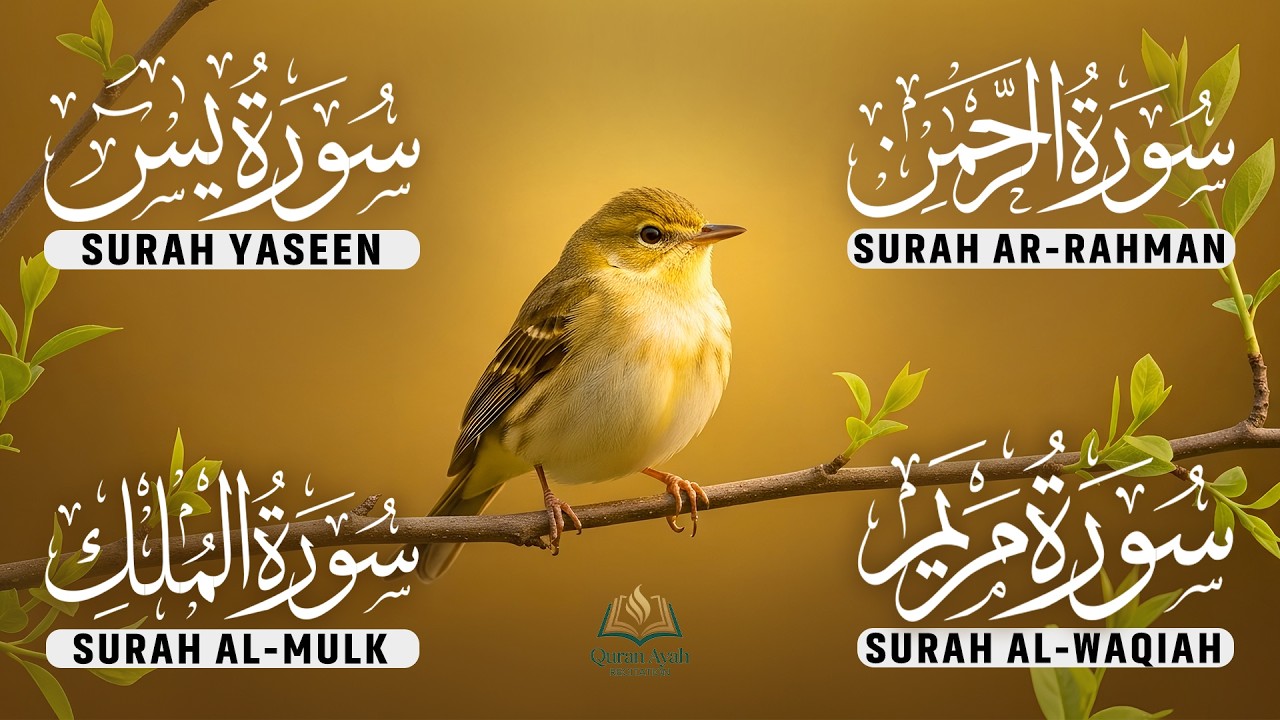 Most Beautiful Surah Yaseen, Surah Rahman, Surah Waqiah, Surah Mulk by Alaa Aqel - EP-48