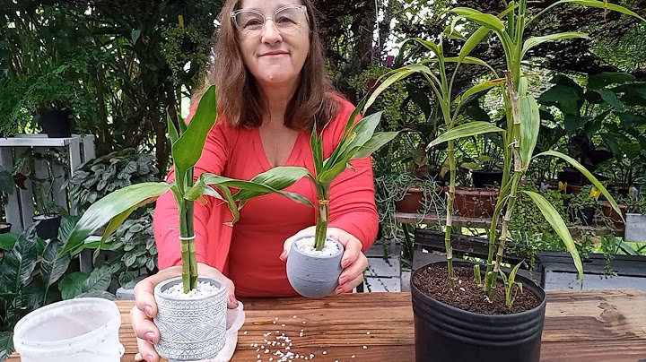 MAKE A LOT OF MONEY MAKING LUCKY BAMBOO AT HOME