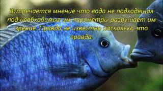 Голубой дельфин.Fish tank TV. Голубой дельфин.Fish tank TV.