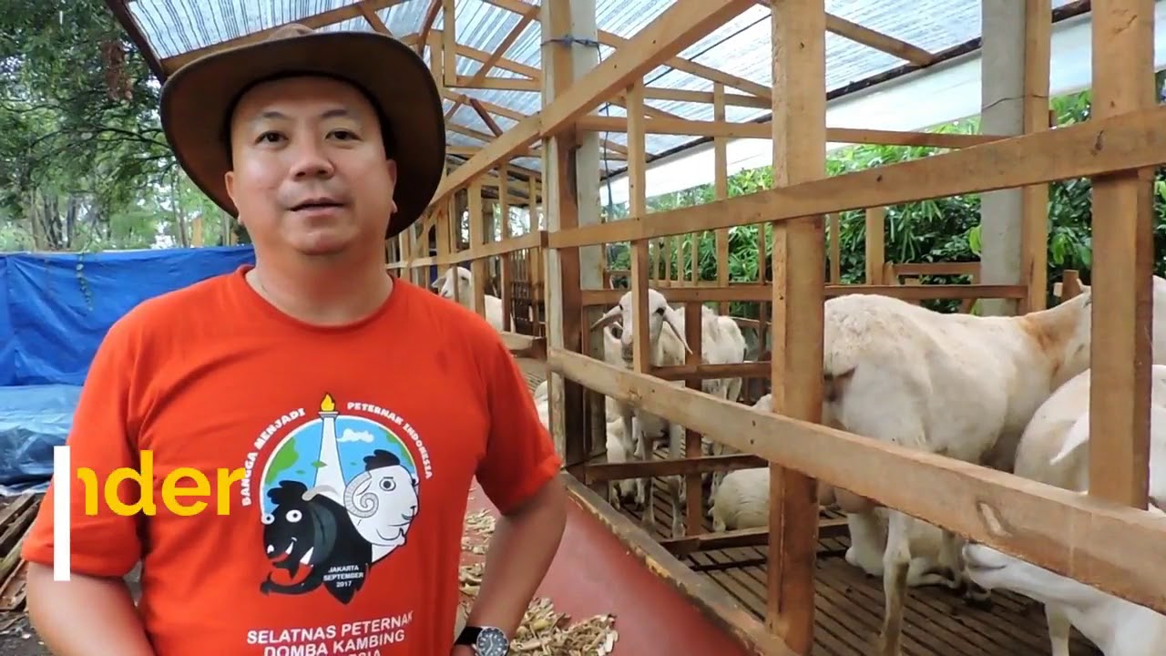 CSR Kerjasama dengan Kambing Burja - Gunung Kawi 