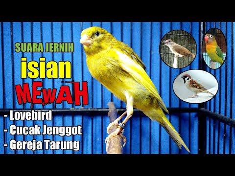 MASTERAN KENARI ISIAN LOVEBIRD CUCAK JENGGOT DAN GEREJA TARUNG || SUARA JERNIH KRISTAL.