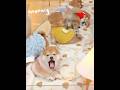 おはよう!🐶 犬ベビーたちが忙しく起床準備中の美好な朝#可愛い #可愛い子犬