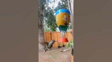 Easiest diy hummingbird feeder.