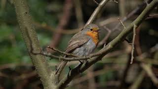 Rudzik. Inne ptaki. Birding.  SEL70350G + A6400