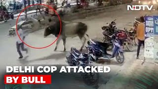 Delhi Cop Attacked By Bull While On Duty