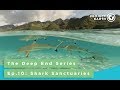 The Deep End Series Episode 10: Shark Sanctuaries