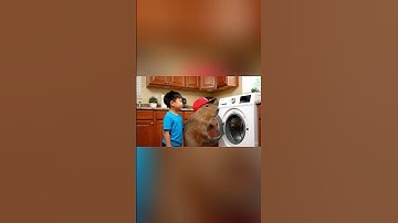 Cách anh em Capy rửa bát siêu sạch #capybara #vuive #giaitri #cuocsongcuacapy