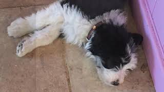 Bearded Collie Puppy to 1 year old