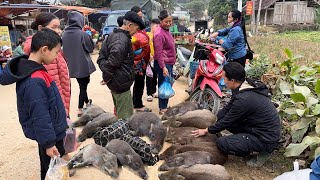 Going to the highland market to sell all the wild pigs, vang hoa , king kong amazon