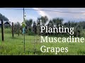 Planting Muscadine Grapes