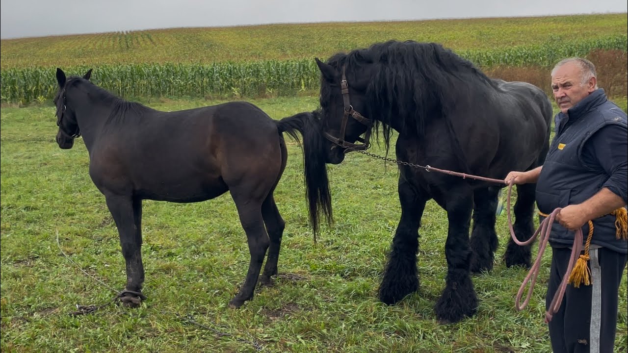 Алан завітав до кобил👍Кобили на продажу,потужна лошичка по Алану на продажу.Підгаєцькі коні💪
