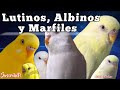 Albinos, Lutinos y Marfiles 🐦 Diferencias